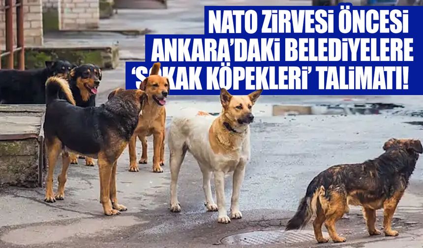 NATO zirvesi öncesi Ankara’daki belediyelere ‘sokak köpekleri’ talimatı