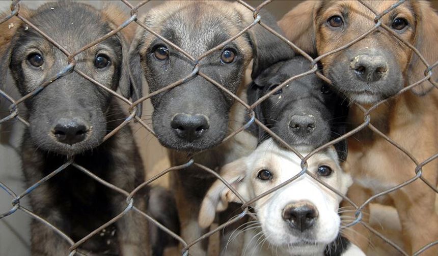 Sokak köpekleri sorunu nasıl çözülebilir?
