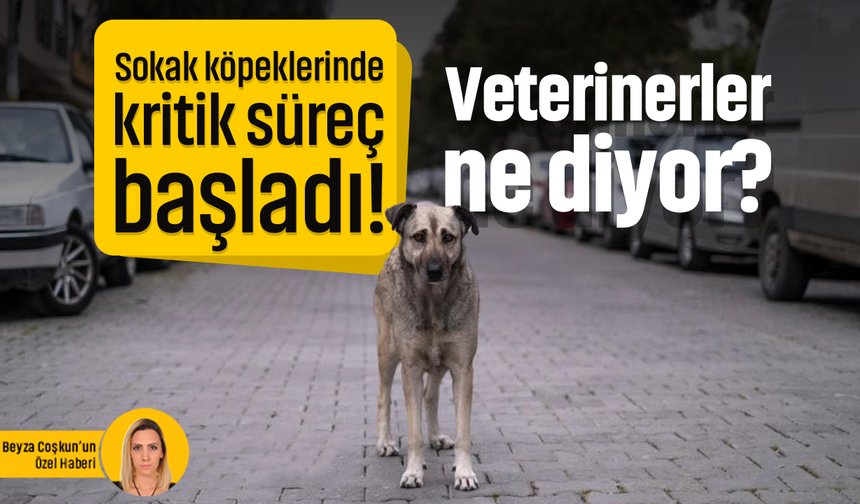 Sokak köpeklerinde kritik süreç başladı! Veterinerler ne diyor?