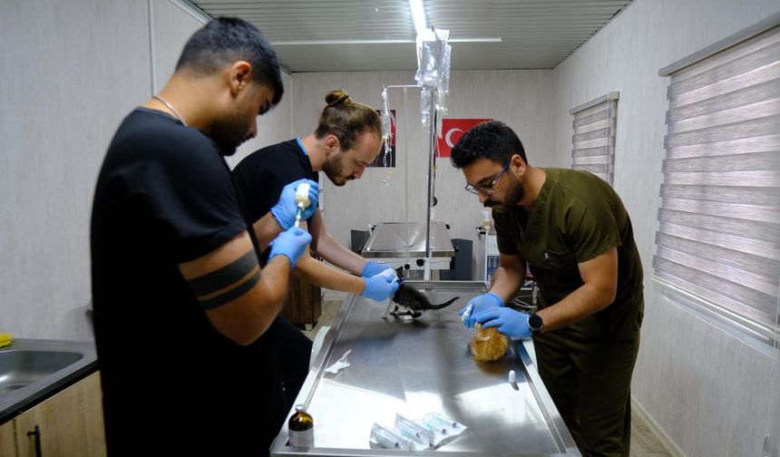 Balıkesir'de sahipsiz hayvanlar emniyette