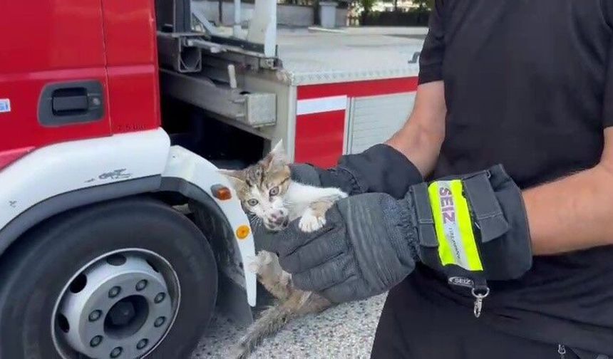 Düzce'de ağaçtaki yavru kedi için seferberlik