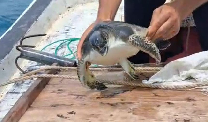 Hatay'da çuvala dolanan caretta carettalar için seferberlik