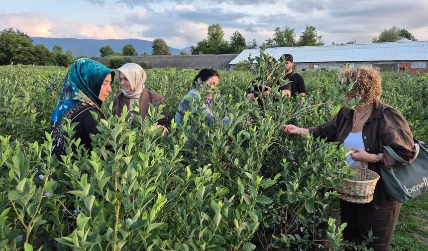Düzce'de yaban mersini hasadına yoğun ilgi