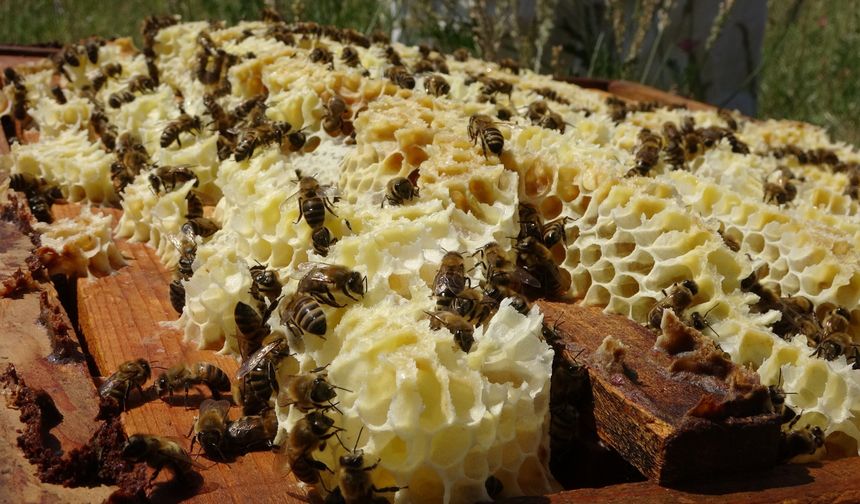 Toroslardaki bal hasadında bereket