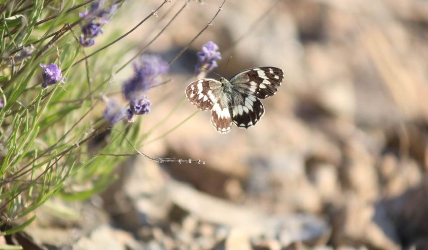 Elazığ'da kelebek şöleni