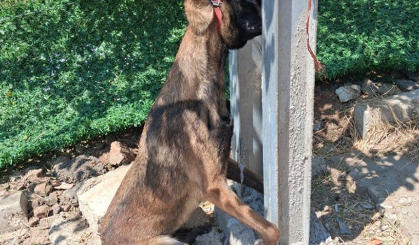 İnsan değilsiniz! Belçika kurdunu zehirlediler, direğe asıp telef ettiler