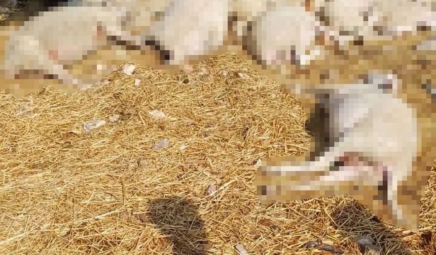 Edirne'de ceviz büyüklüğünde dolu zarar verdi