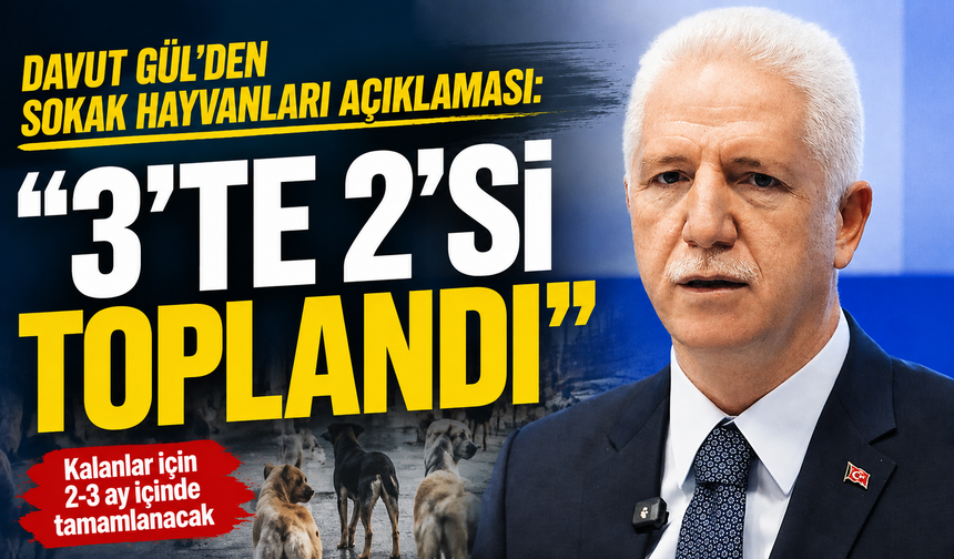 Davut Gül'den sokak hayvanları açıklaması: "3'te 2'si toplandı"