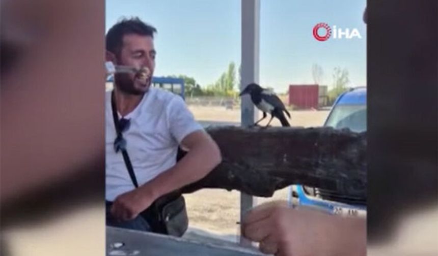 Kapkaççı karga kameralara yakalandı