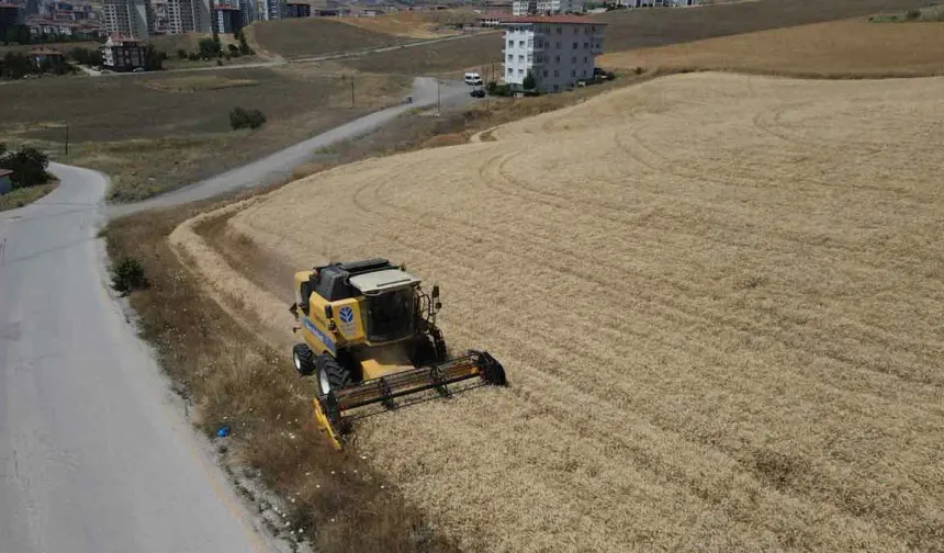 Pursaklar'da hasat başladı! Atıl araziler üretime kazandırıldı