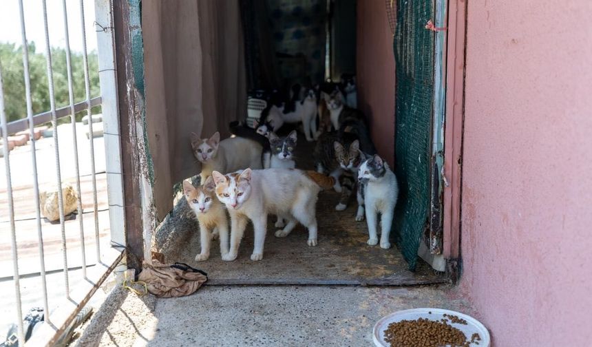 Mahalleliyi ayağa kaldıran koku! Evin içinden yaklaşık 100 kedi çıktı