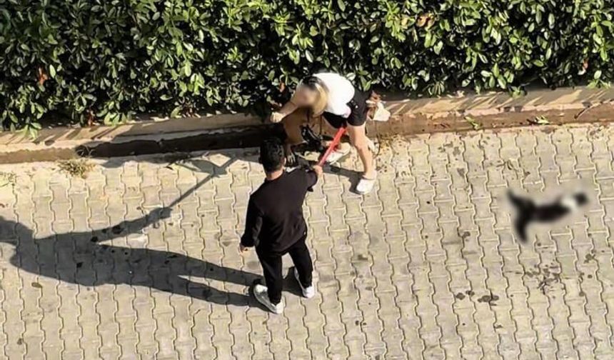 Çukurova'da ağızlıksız pitbull dehşeti: Köpeğin sahibine ceza kesildi