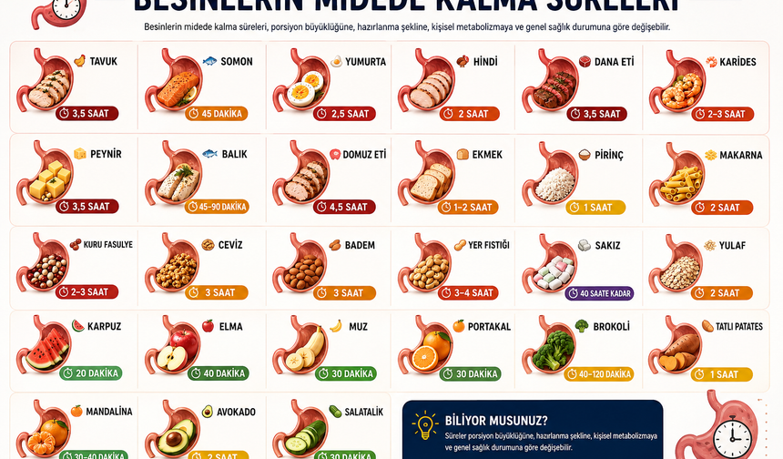 Hangi besin midede ne kadar kalıyor?