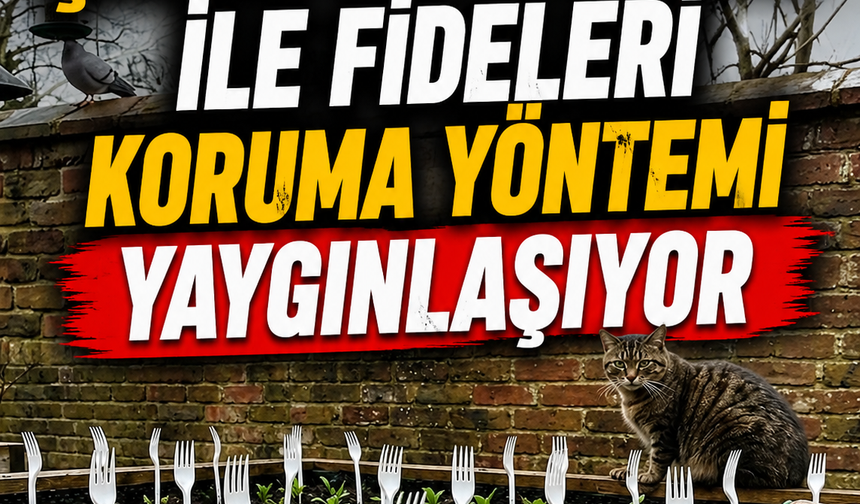 Bahçelerde Çatal Kullanımı ile Fideleri Koruma Yöntemi Yaygınlaşıyor