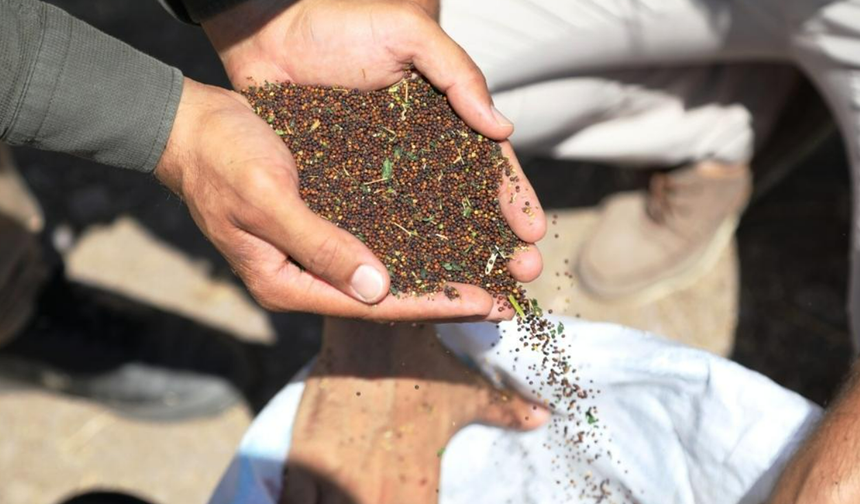 Ankara’da üreticiye kanola tohumu desteği! Başvurular başlıyor
