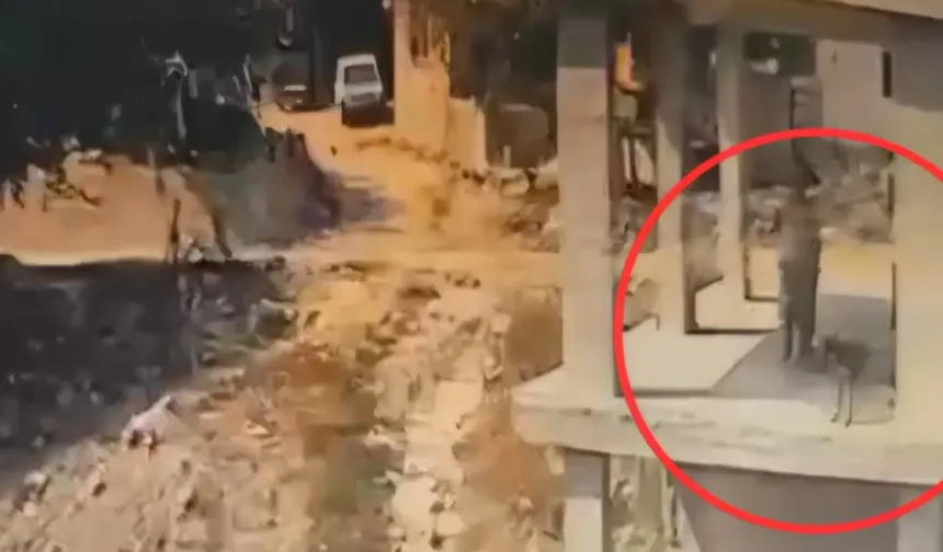 Adana’da sopayla köpeğin belini kıran cani “Tavuklarıma saldırdı” diyerek kendini savundu