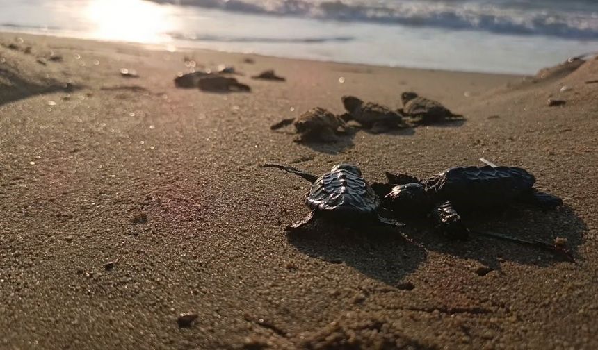 Bir yuva, 67 yavru: Caretta carettalar gün yüzüne çıktı