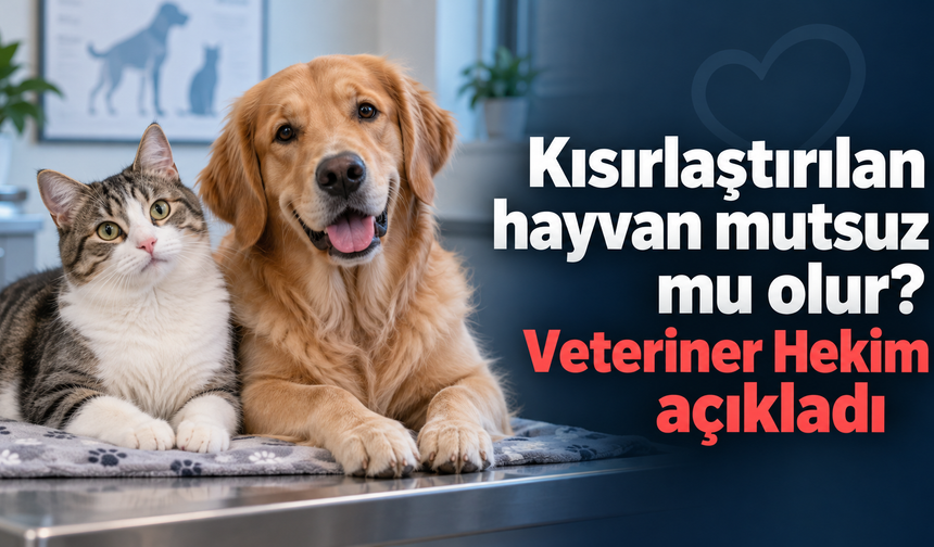 Kısırlaştırılan hayvan mutsuz mu olur? Veteriner Hekim açıkladı