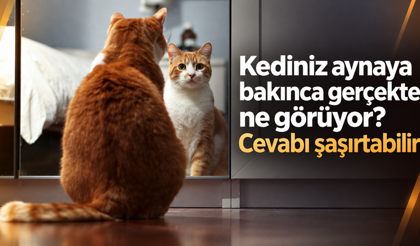 Kediniz aynaya bakınca gerçekte ne görüyor? Cevabı şaşırtabilir