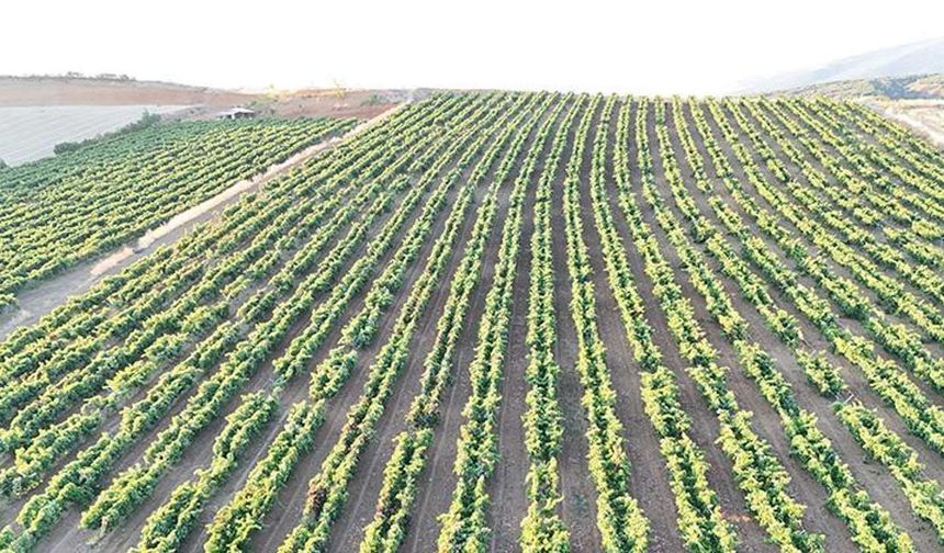 Göç veren köy 200 yıllık mirasına sarıldı: Destekle 4 katına çıktı
