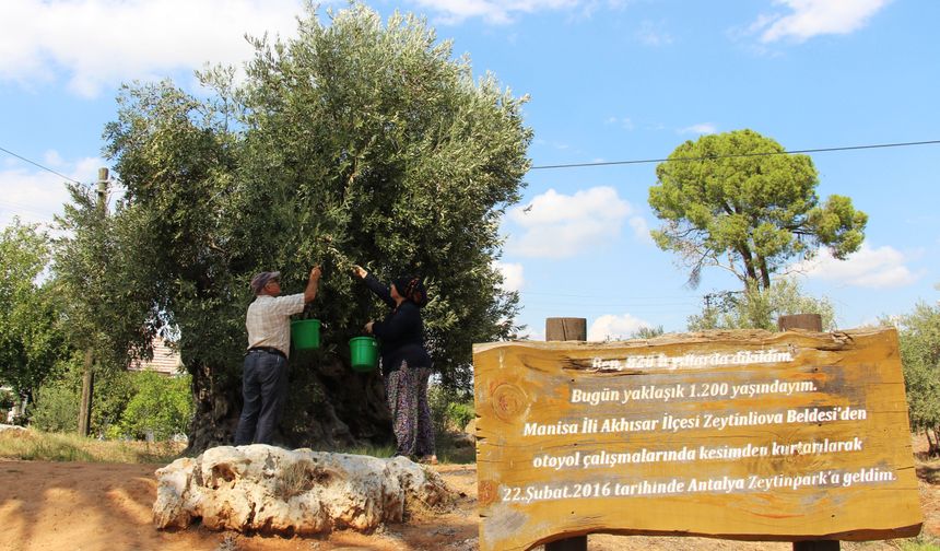 800 ve 1200 yıllık zeytin ağaçları 10 yıldır ürün veriyor