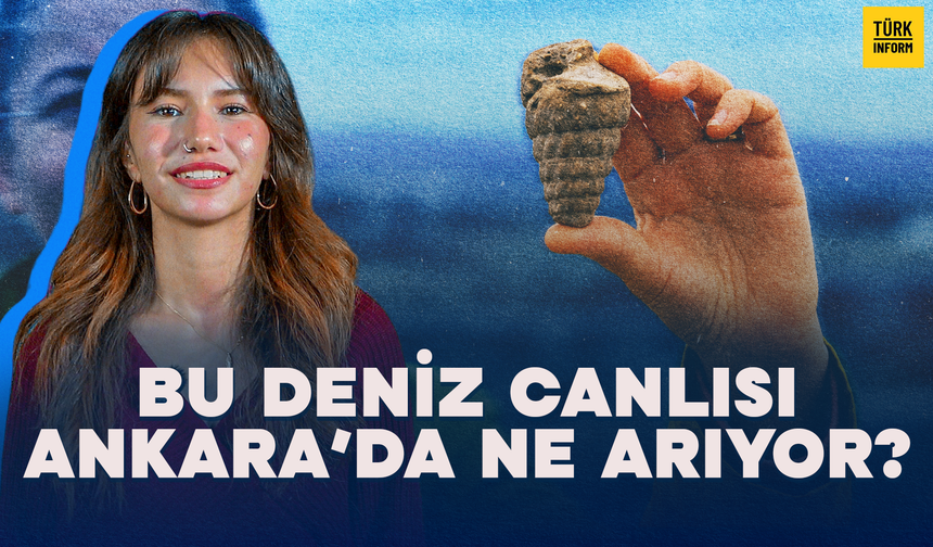 Bu Deniz Canlısı Ankara’da Ne Arıyor? 66 Milyon Yıllık Gastropod Fosili Bulundu!