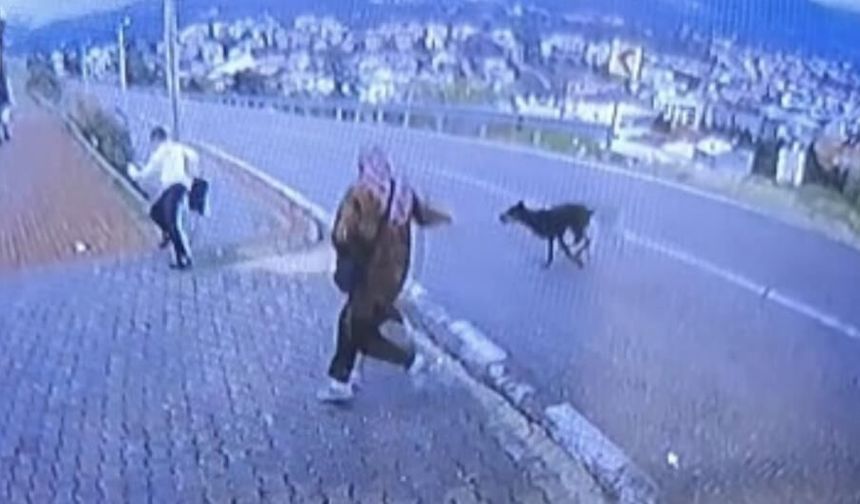 Bursa'da köpek dehşeti kamerada: Çocuk kaçarken bacağını kırdı