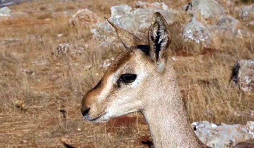 Dağ ceylanlarının yaşam alanında izinsiz işlem yaptı, cezası ağır oldu