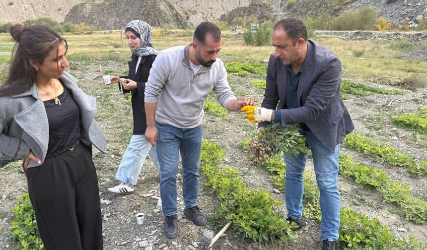Hakkâri’de bir ilk! 1.350 rakımda bakın ne yetişti