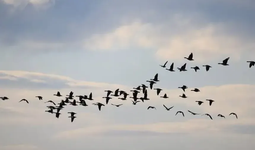 Kuşlar kadınlardan daha mı çok korkuyor? Bilim insanları şaşkın