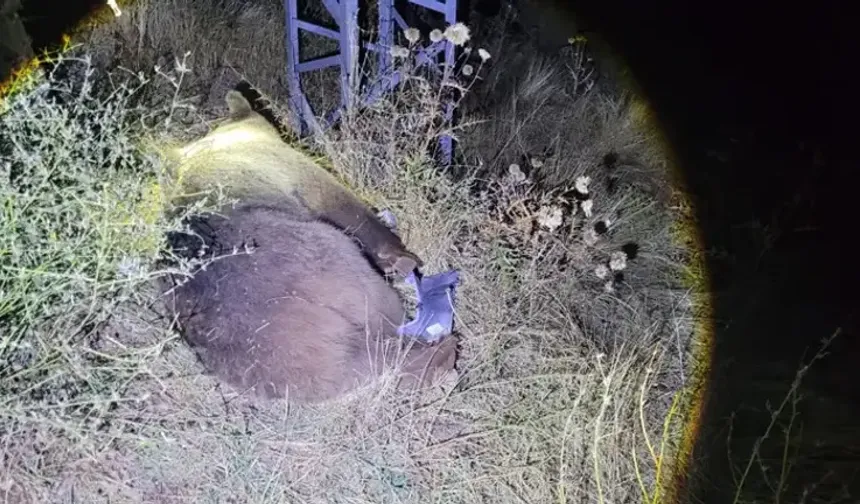 Tunceli-Erzincan yolunda ayı bir anda yola çıktı: Cip çarptı, sürücü yara almadı