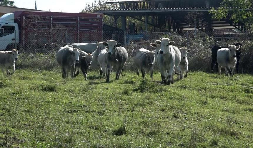 Bursa’da yetiştiriliyor! Yerli boz ırk sığırlar orman yangınlarına da çözüm olabilir