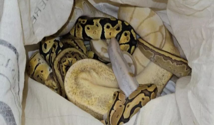 Yolcu otobüsünde piton ele geçirildi!