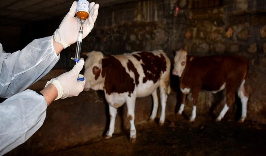 Şap vakası alarmı: 11 yerleşim yerinde 30 günlük yasak kararı