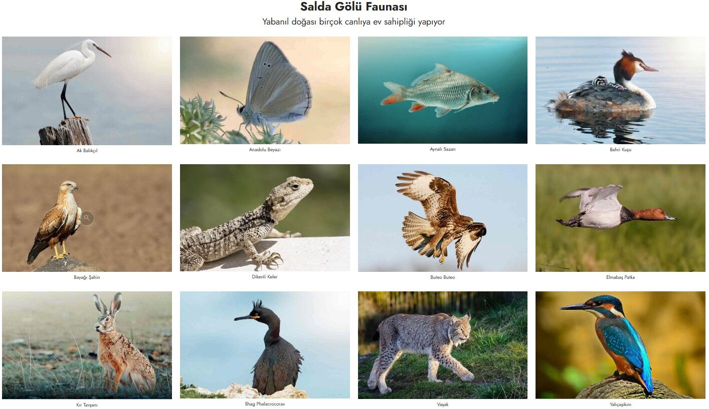 Salda Gölü faunası