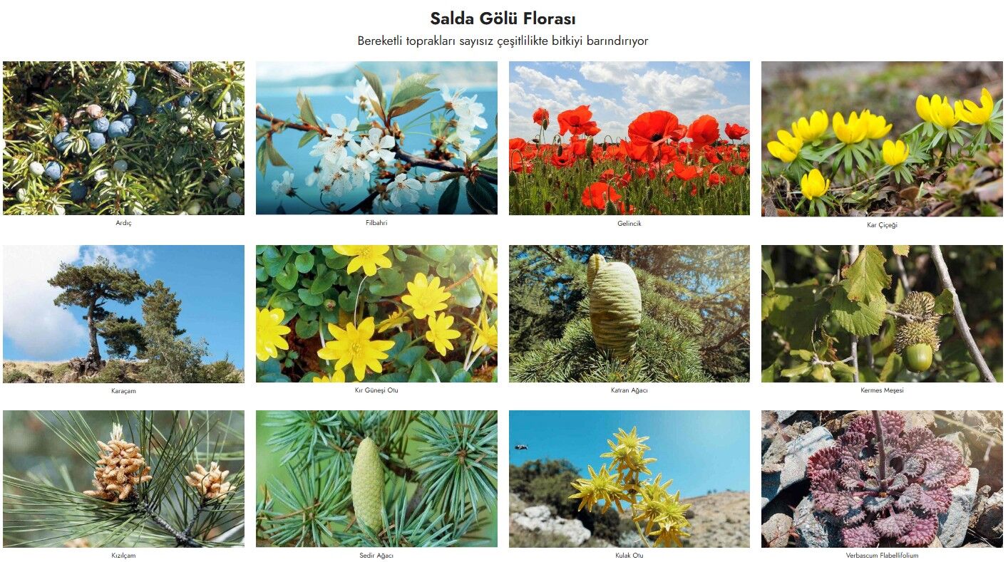 Salda Gölü florası