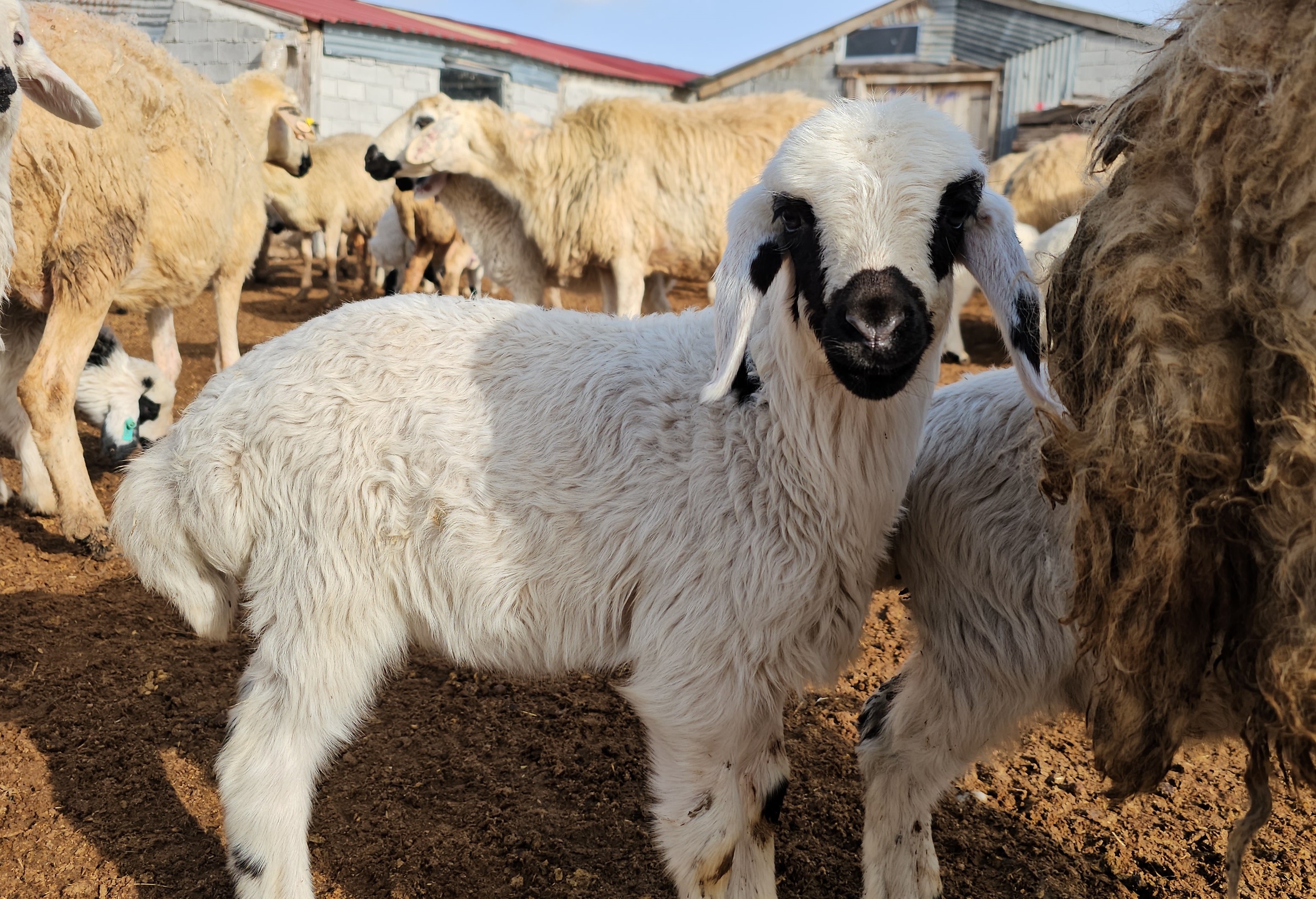 Küçükbaş Hayvan2