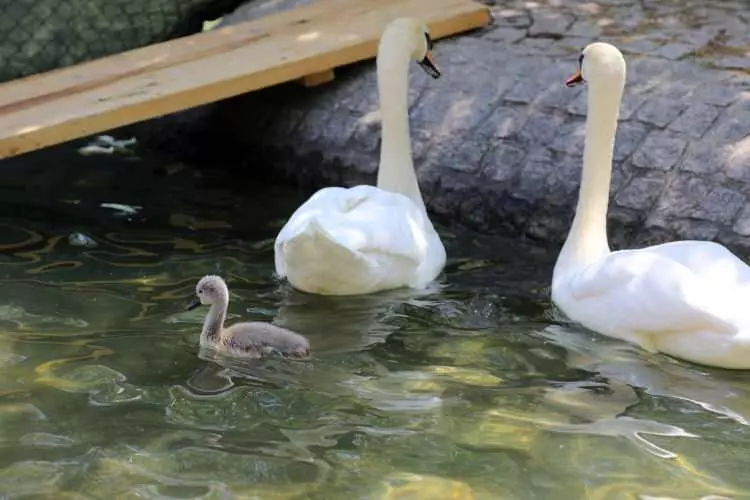 İki hafta önce doğan küçük beyaz kuğu, park ziyaretçilerine neşe kaynağı oldu.