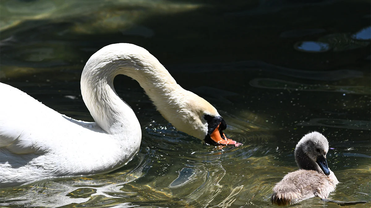 Ziyaretçilere ise yavru kuğunun beslenmesini olumsuz etkileyebileceği için parka yiyecek bırakılmaması yönünde uyarıda bulunuyor.