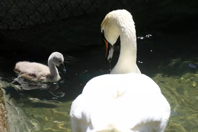 Ankara’nın simgesi Kuğulu Park’ta 15 yıl aradan sonra ilk kez beyaz kuğu yavrusu dünyaya geldi.