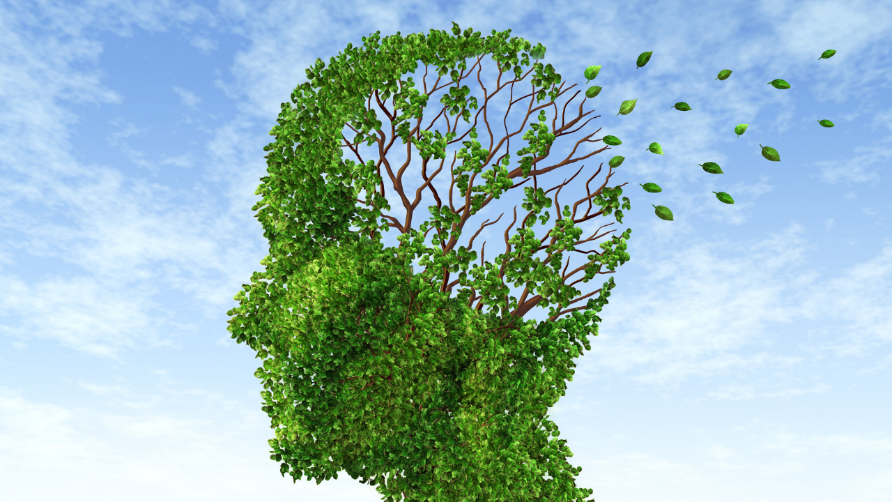 Hafıza Silinirse: Uygarlık Sıfırlanır mı?
Eğer bir sabah:
İnsanlar tarih bilmeseydi,
Diller unutulmuş olsaydı,
Hiçbir icat hatırlanmasaydı,
Dinler, sanatlar, sınırlar yok olsaydı,
... dünyada bir sessizlik hâkim olurdu. Çünkü tüm sistemler önce bilgiye, sonra belleğe dayanır.