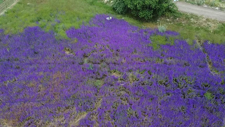 Hanımeli Şuhut