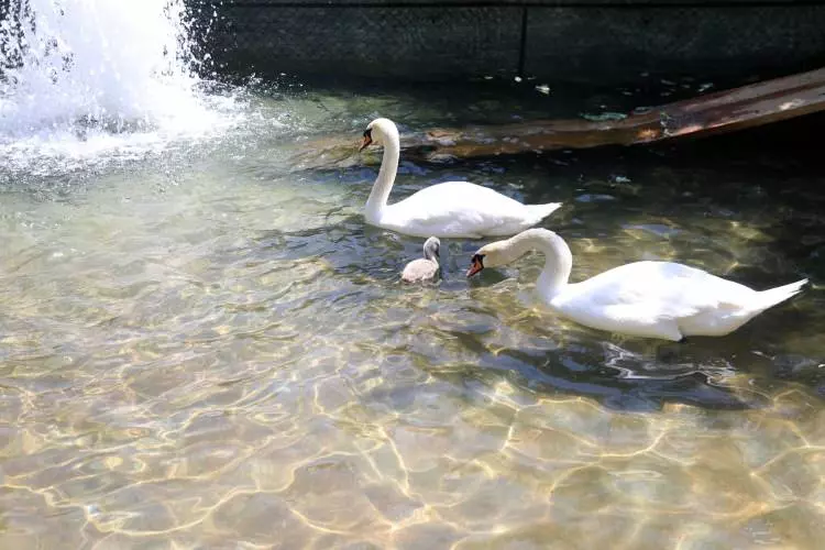 Görevliler ve veterinerler, yavru kuğunun sağlığını yakından takip ediyor.