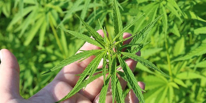 Kenevir Eczanelerde Satisa Sunuluyor