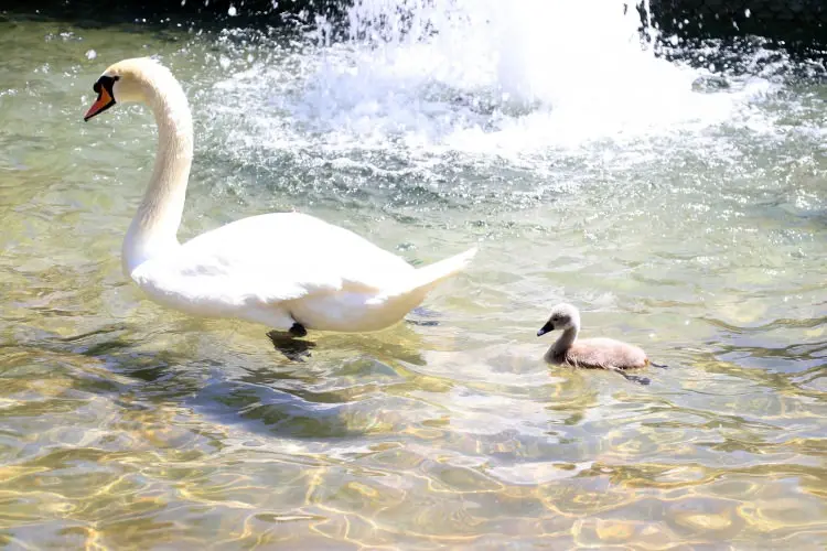 Parkta şu anda 3 beyaz kuğu, 10 siyah kuğu, 10 yaban ördeği ve 3 Pekin ördeği bir arada yaşamını sürdürüyor.