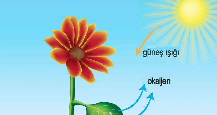 704X372 Fotosentez Nedir Nasil Meydana Gelir 1484896491401