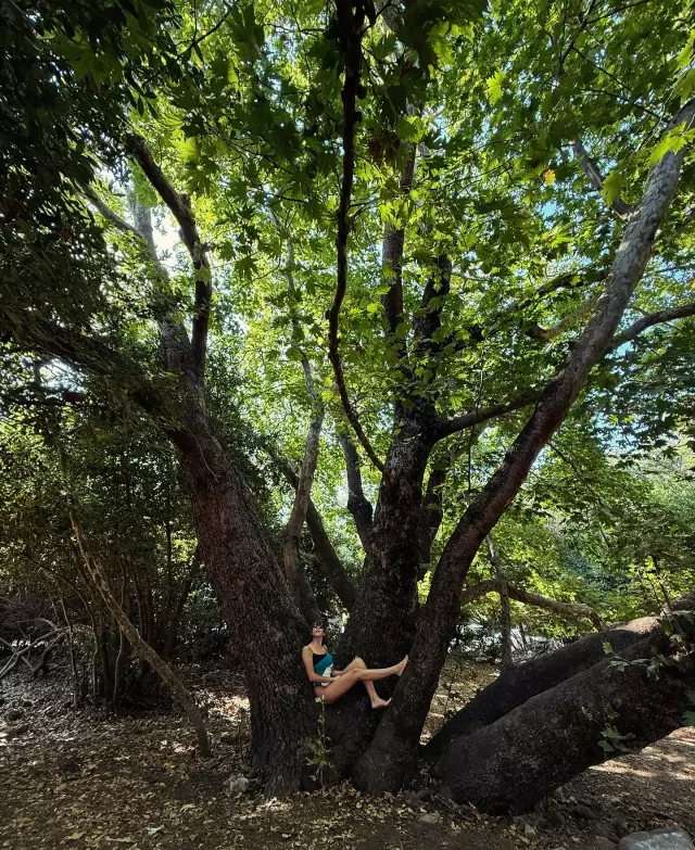 Agac Tepesinden Bikinili Poz Fotografa Dustugu 18881920 7194 M