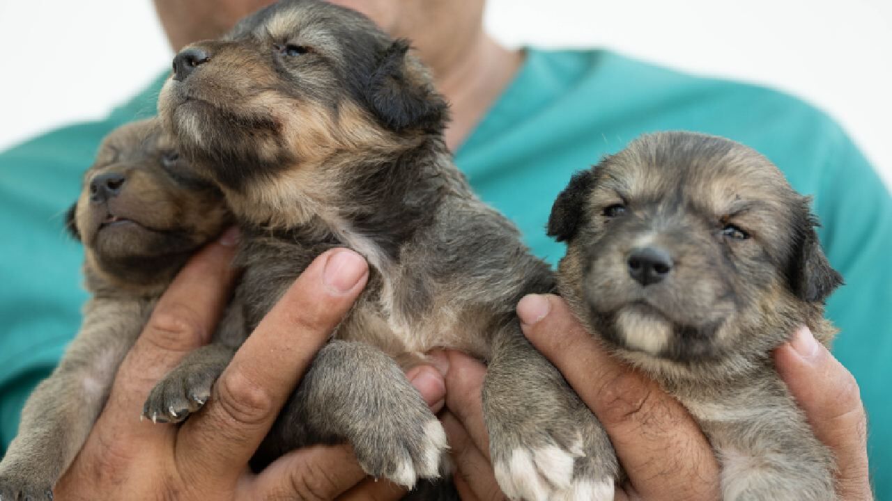 Ankara Köpek Mamak (1)