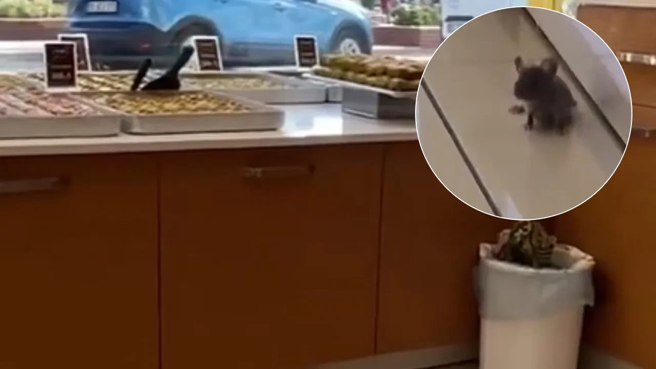 Baklavacida Fare Skandali Isletmeye 60 Bin Tl Ceza Kesildi
