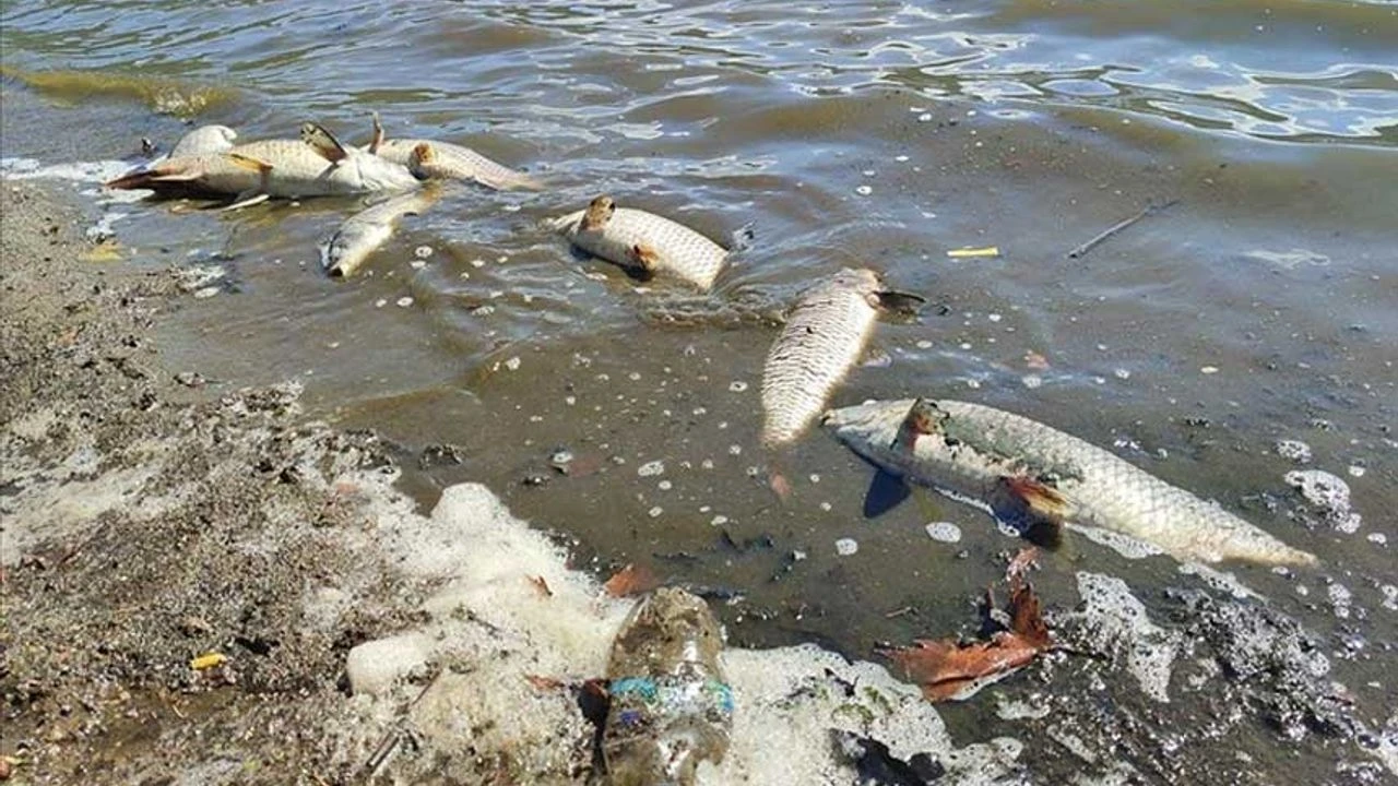 Bartın Irmağı’nda Toplu Balık Ölümleri Korkuttu2